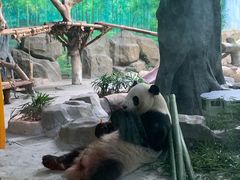 -灵玲国际马戏城