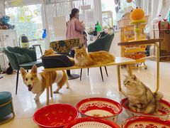 -平行世界·猫咖(首经贸店)