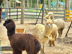 -合肥滨湖国家森林公园