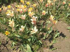 -长春公园(普阳街道)