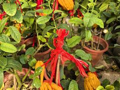 -桂林市花鸟市场