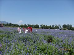 -北京东方普罗旺斯薰衣草庄园