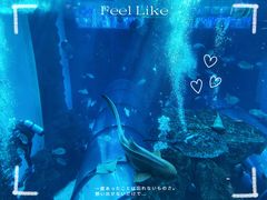 -乐从天佑城海洋馆
