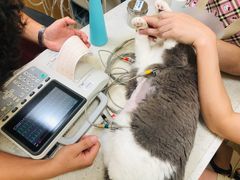 -美联众合动物医院·24h京西诊疗中心