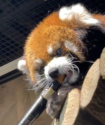 -Zoolung Zoolung动物主题公园(海信广场店)