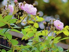 -秦园惠山豆腐花(惠山古镇店)