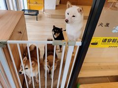 -南京Hallo宠物乐园·哈罗犬舍·柴犬繁育基地