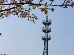 -高东镇樱花园
