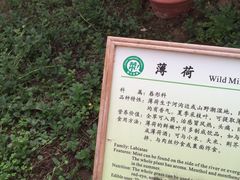 -上海都市菜园