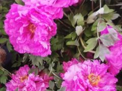 -花鸟鱼虫鲜花绿植市场(玉泉路店)