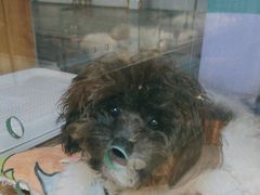 -FAELING PETS美天灵宠物(富力广场店)