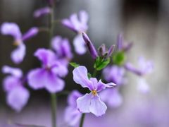 -洨河生态公园