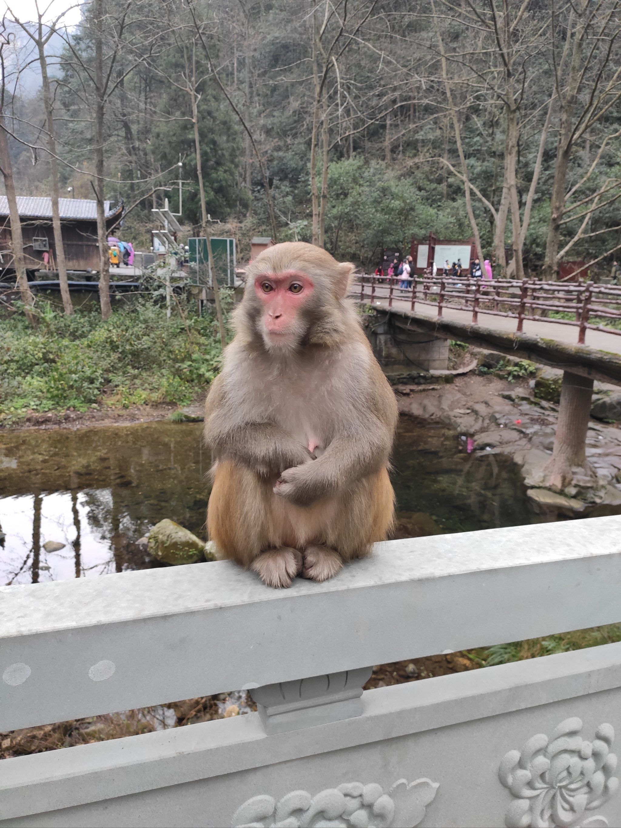 张家界的流氓猴