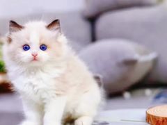 -猫十亿·布偶金渐层·曼基康矮脚猫舍(青年路店)