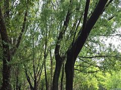 -长白岛森林公园