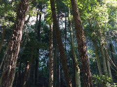 -悉尼歌剧院