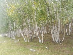 -乌兰布统草原