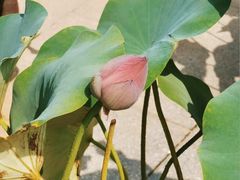 -莲花池公园