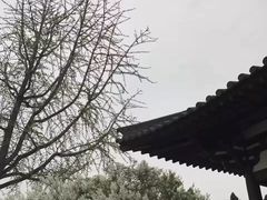 -西安青龙寺遗址景区