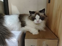 -滚猫咖啡·猫咖·猫友好撸猫(未来城店)