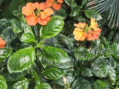 -国家植物园南园