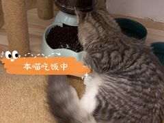 -猫友咖啡店(玉林西路店)
