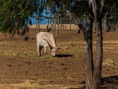 -威勒比开放式动物园