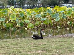 -长春市南湖公园