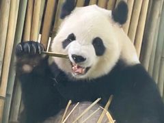 -泉州海丝野生动物世界