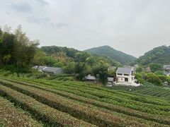 -龙井村