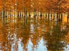 -白鹭湾湿地公园