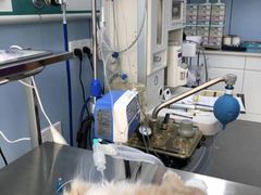 -关爱宠物医院·猫科中心·消化科(滨湖万达分院)