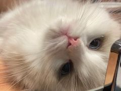 -袖虎·猫馆(体育西路店)