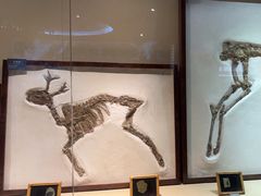 -安徽省地质博物馆