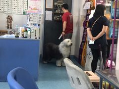 -北京赛佳动物医院