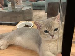 -袖虎·猫馆(体育西路店)