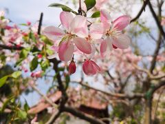 -海棠花溪(元大都城垣遗址公园)
