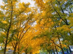 -三里屯东五街银杏大道