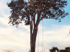 景点-大树秋千