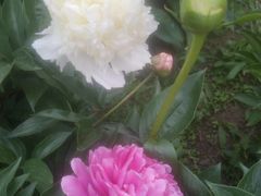 -长春公园(普阳街道)