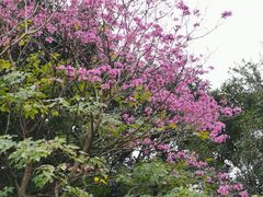 -金花茶公园