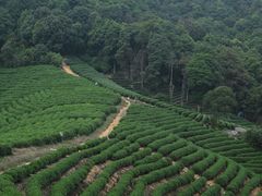 -龙坞茶村