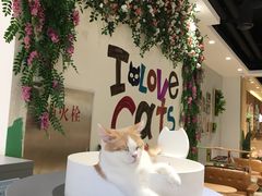-藏猫猫咖啡主题馆(中央大道店)