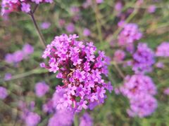 -紫海香堤香草艺术庄园
