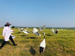 -盐城丹顶鹤湿地生态旅游区