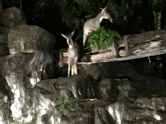 -清迈夜间动物园