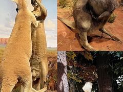 -陕西自然博物馆