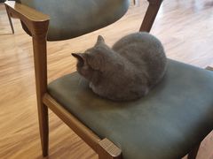 -猫爪屋猫咖(乐汇城店)