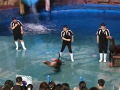 -烟台海昌鲸鲨海洋公园