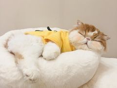 -More Fun猫咖 二十只万元加菲主题
